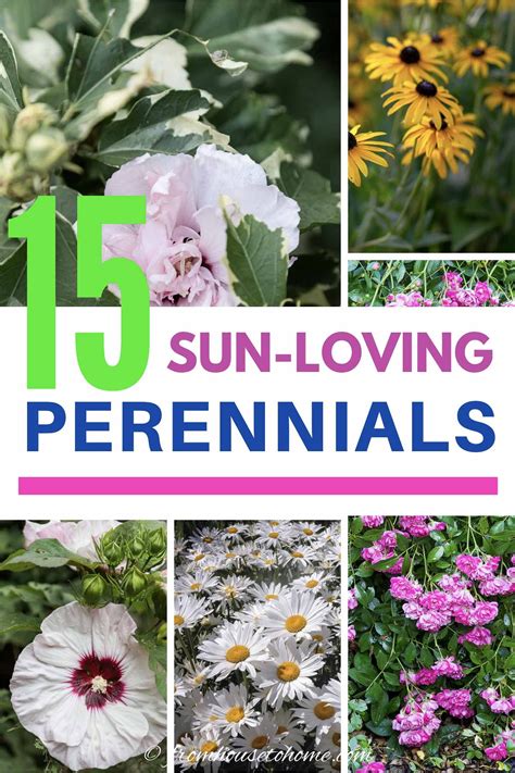 Full Sun Perennials: 10 Low Maintenance Plants That Thrive In The Sun ...
