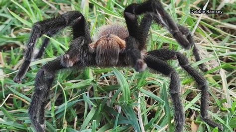 Why are there more tarantulas in the Austin area right now? | kvue.com