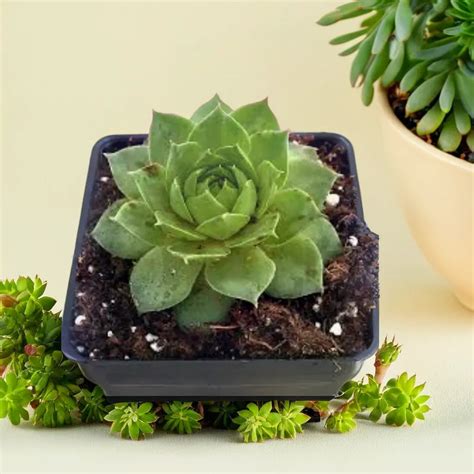 Buy Laxmi Kamal Online in India | Save up to 80% – Plant Orbit