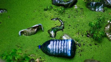 Image result for Ecological Sampling Using a Line Transect