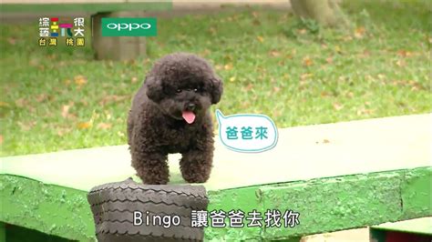 bingo101 agent,and an understanding of the gam