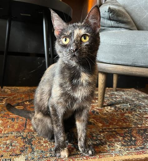 Java Whiskers Logo 的图像结果