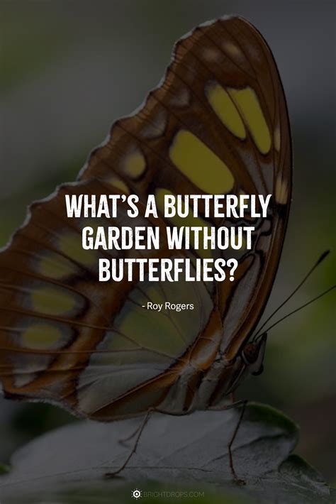M. Butterfly Quotes at Rickey Park blog