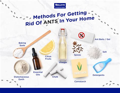 How To Get Rid Of Ants In The Kitchen Permanently - Dandk Blog