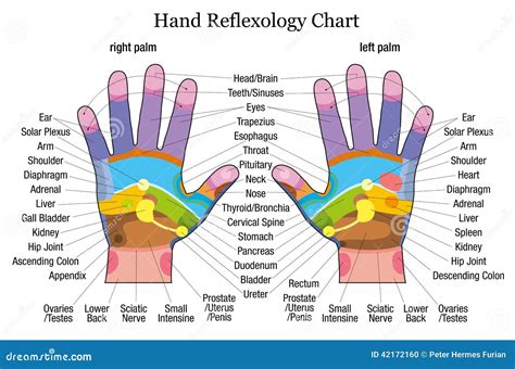 Hand Reflexology Chart Description Stock Vector - Illustration of hand ...