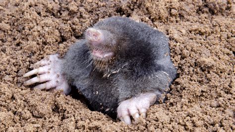 Image result for Mole Problem Solving