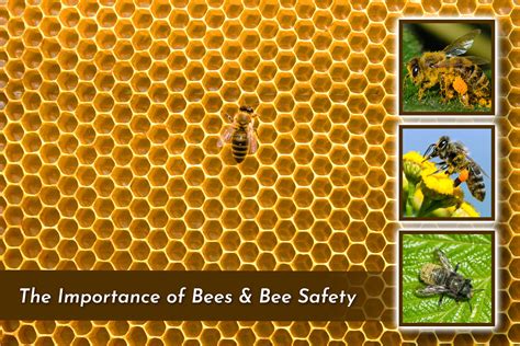 Why Are Bees Important? | Organic Labs®