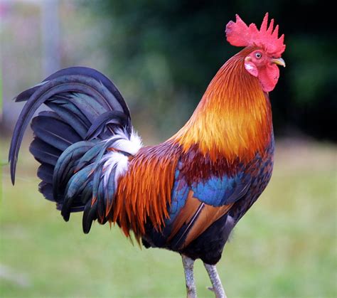 Beautiful Vivid Rooster | Rooster, Chicken pictures, Beautiful chickens