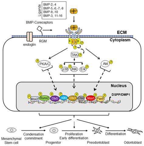 Cells | Special Issue : Bone Morphogenetic Protein (BMP) Signaling in ...