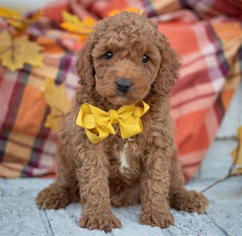 Image result for Cute Cockapoo Puppies