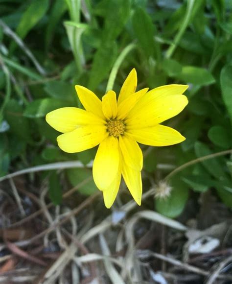 Gazania rigens var. uniflora - Strandgousblom, Trailing gazania ...