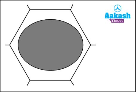 Plasmolysis in Biology: Definition, Types and Importance of Plasmolysis ...