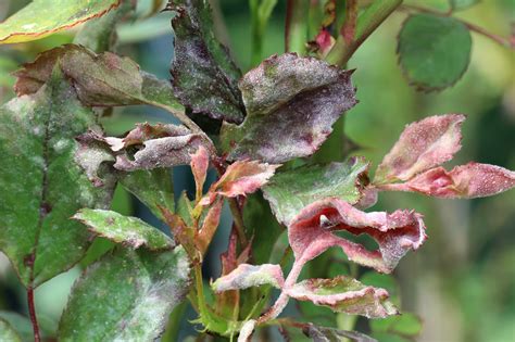 Rose Diseases: Identification, Photos, and Treatment | Almanac.com
