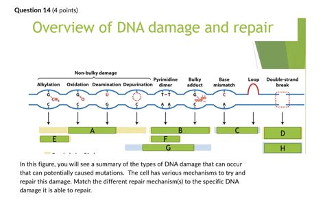 Solved Overview of DNA damage and repair In this figure, you | Chegg.com