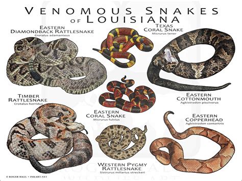 Louisiana Garden Snakes