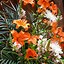 Image result for Easter Church Flower Arrangements