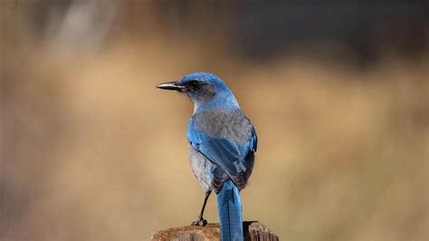 Download wallpaper 2560x1440 jay, bird, feathers, blue, beak widescreen ...