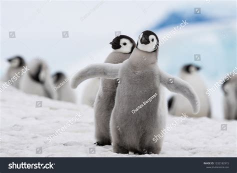 Cute Baby Emperor Penguin