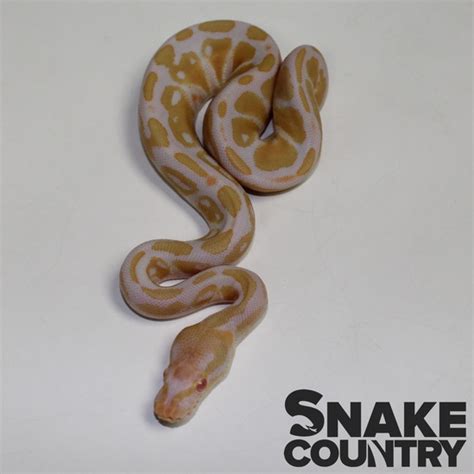Albino Ball Python - Snake Country