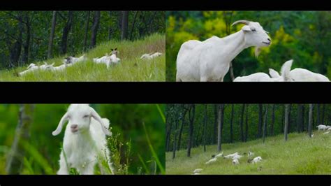 山坡上正在吃草的羊群摄影图片_大图网图片素材