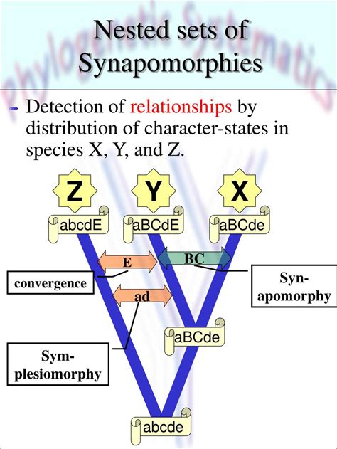 PPT - Tree Building PowerPoint Presentation, free download - ID:5028965