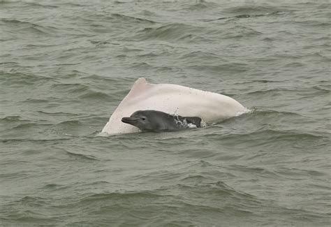 白海豚數目減少 - 東方日報