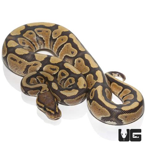 Image result for Rainbow Ball Python