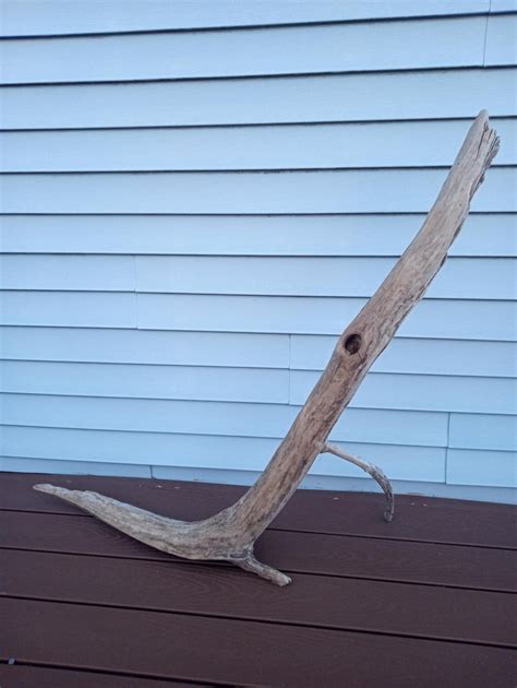 The Seal - Vintage Driftwood Log Art Tree Branch Display Mantle Fish ...