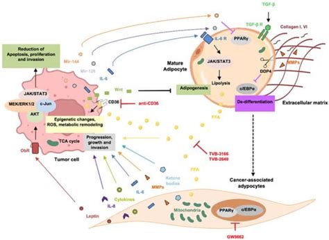 Targeting of the Peritumoral Adipose Tissue Microenvironment as an ...