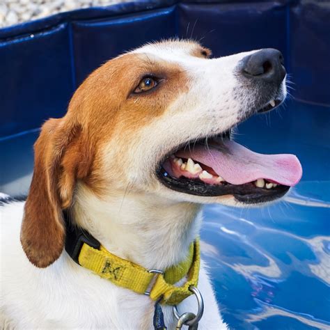 Buncombe County Animal Shelter | Asheville Humane Society