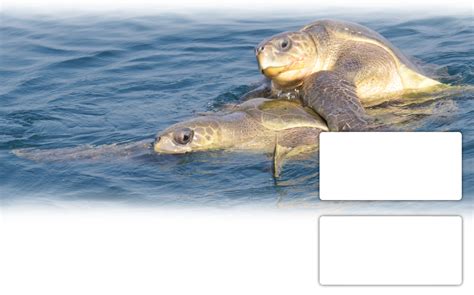 OM Tourism : Honeymoon, Family, Corporate, Pilgrimage, Jungle Trail ...