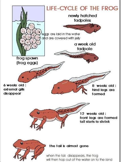 Draw labelled daigram of life history of frog and identify which stage ...