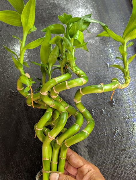 3 XL (12"~20") Curly Bamboo Live Plants -easy Live Aquarium Pond ...