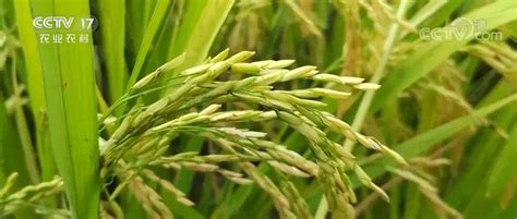 【新微专题】关于水稻种植的考点整理_生产