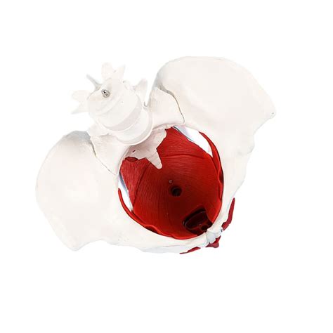 Buy Pelvic Floor Muscle Model Pelvic Educational Model with Uterus ...