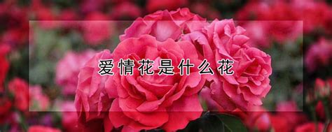 代表爱情的花有哪些 这六种花代表爱情的象征_百科知识_学堂_齐家网