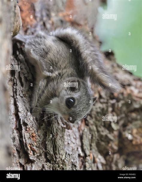 Siberian flying squirrel (Pteromys volans) juvenile, central Finland ...