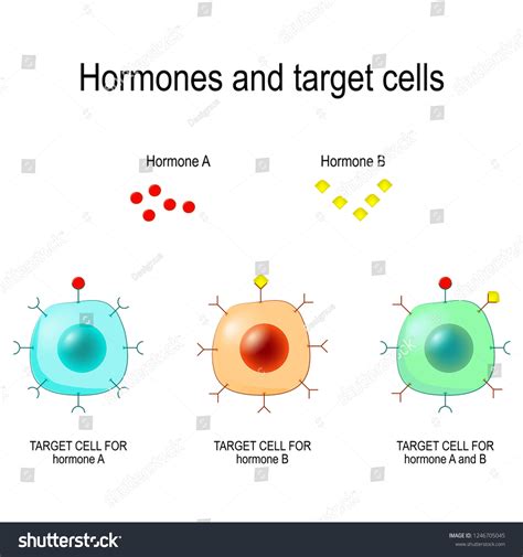 Hormones Receptors Target Cells Each Type: เวกเตอร์สต็อก (ปลอดค่าลิขสิทธิ์) 1246705045 ...