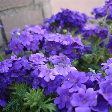 Verbena Ideal Blue Flower Seeds – Compact Blue Flowering Variety