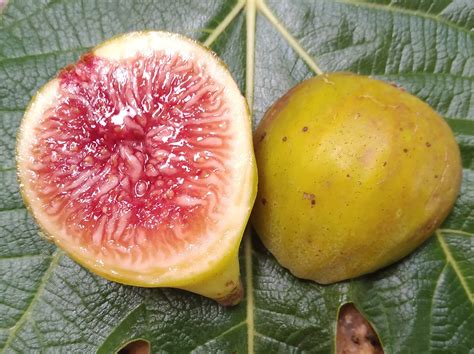 Mig Paratjal Fig - 2 Cuttings - Tasty Green Spanish Fig Variety – figfair