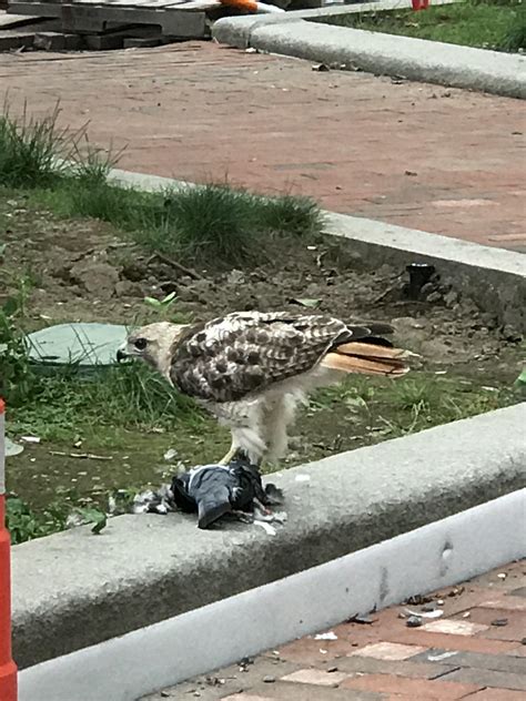 Image result for Hawk Catching Cat