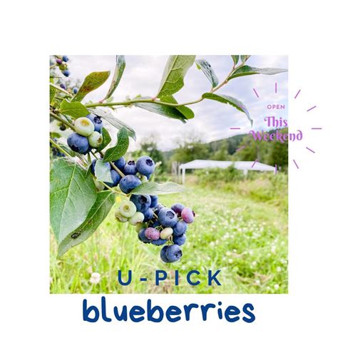 U-Pick Blueberries at Fable Farm | Seattle Area Family Fun Calendar ...