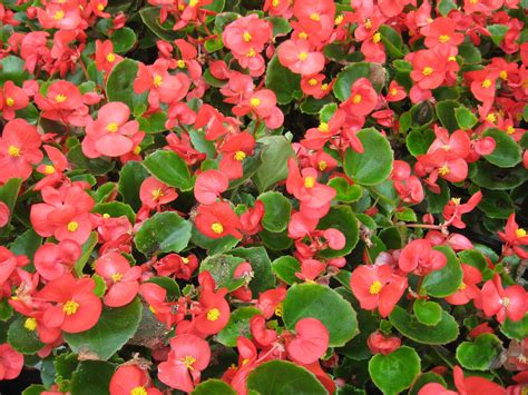 10 Varieties of Begonias for Gardens and Containers