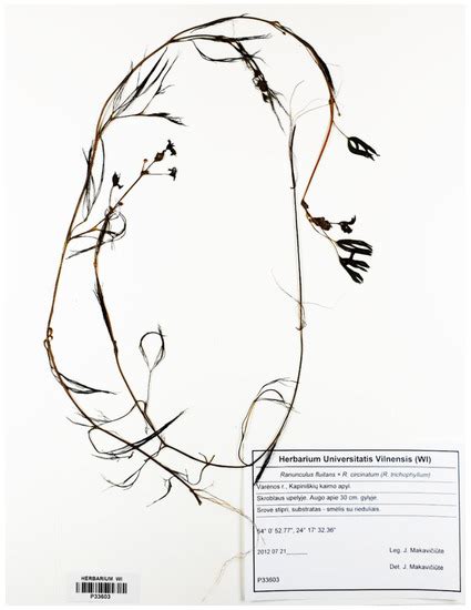 Plants | Special Issue : Plant Molecular Phylogenetics and Evolutionary ...