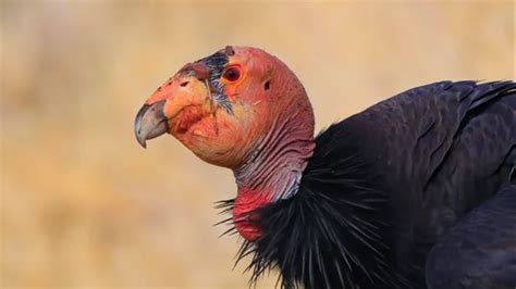 3 California condors died in Arizona: officials | Sacramento Bee
