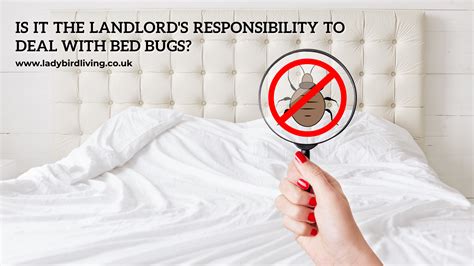 Is it the landlord's responsibility to deal with bed bugs? - Ladybird Living - Your London ...