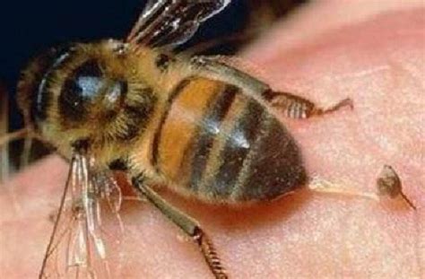 查看蜜蜂发现蜜蜂如此安静也不哲人是什么情况？ - 头条问答