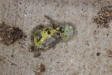 Image result for Normal Chicken Poop