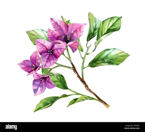 Bougainvillea Flower Drawing
