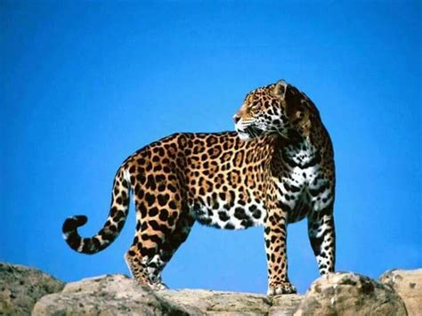 豹子panthera pardus纵向身分 库存图片. 图片 包括有 长度, 威逼, 查找, 凝视, 背包 - 10781509